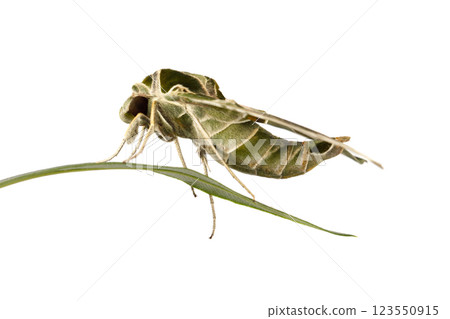 Large Oleander Hawk-moth butterfly on white background, macro 123550915