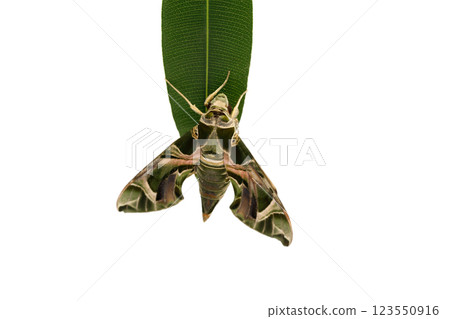 Ornamental Oleander Hawk moth butterfly sitting on leaf isolated on white background, macro 123550916
