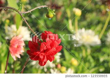 Abstract floral background. Summer rain in the garden and flowers with drops and bokeh, blurred focus. Beautiful summer garden in the early morning with natural bokeh and rain, autumn card, screen sav Abstract floral background. Summer rain in the garden and flowers with drops and bokeh, blurred focus. Beautiful summer garden in the early morning with natural bokeh and rain, autumn card, screen sav 123550935
