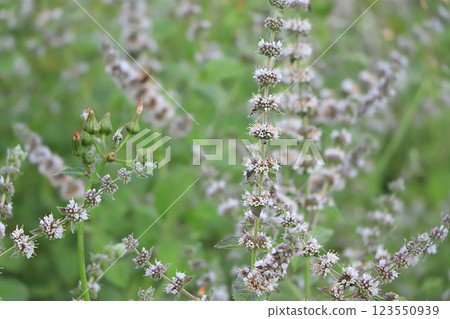 Mint in the garden with a blurry focus.The natural background.Medicinal plant used in folk medicine 123550939