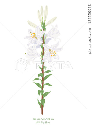 Simple Flowering White Lily Garden Plant 123550958