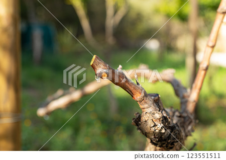 Drops of sap on the branches of the vine in winter. Agriculture. 123551511