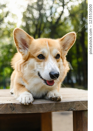 Welsh corgi lying on a wooden platform outdoors. 123551600
