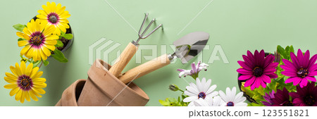 Pink Osteospermum on a green background Pink Osteospermum on a green background 123551821