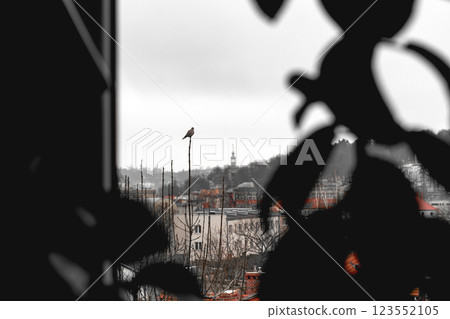 A pigeon sits on the top of a tree's crown, monitoring the housing estate and peering into the residents' windows. Overcast day, city in the background A pigeon sits on the top of a tree's crown, monitoring the housing estate and peering into the residents' windows. Overcast day, city in the background 123552105