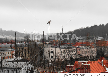 A pigeon sits on the top of a tree's crown, monitoring the housing estate and peering into the residents' windows. Overcast day, city in the background A pigeon sits on the top of a tree's crown, monitoring the housing estate and peering into the residents' windows. Overcast day, city in the background 123552107
