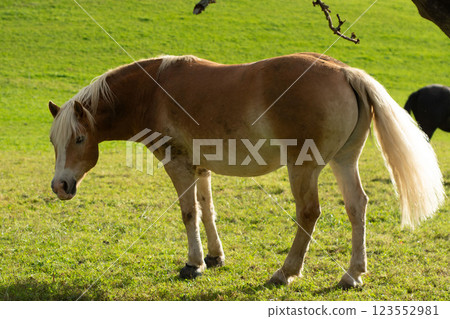 Golden brown pony grazes peacefully on lush green pasture under a clear blue sky in the soft afternoon sunlight Golden brown pony grazes peacefully on lush green pasture under a clear blue sky in the soft afternoon sunlight 123552981