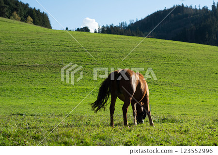 Majestic brown horse grazing in a lush green meadow under a bright blue sky surrounded by rolling hills and distant trees during a sunny afternoon 123552996