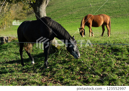 Serene autumn day with horses grazing peacefully in a lush green meadow under the warm sunlight and clear blue sky 123552997