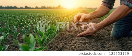 Hands of a farmer planting seeds in soil as green sprouts grow, highlighting hard work in the warm light of a sunset 123553139