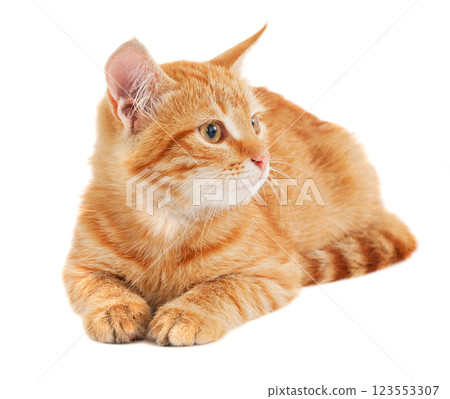 Red kitten on white background 123553307