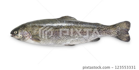 Fresh rainbow trout 123553331