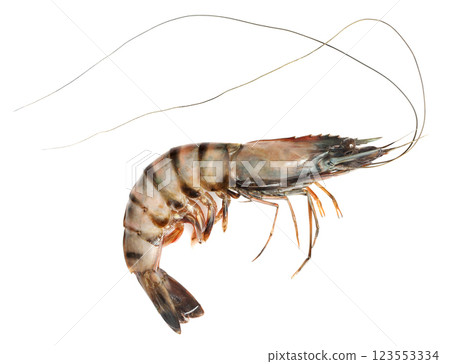 Fresh shrimp on white background 123553334