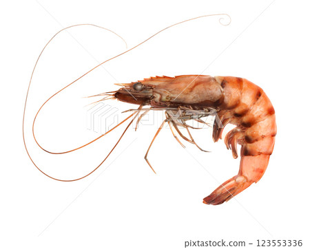 Shrimp on white background. Shrimp on white background. 123553336