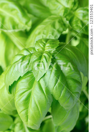 Basil green plants with flowers growing 123553401