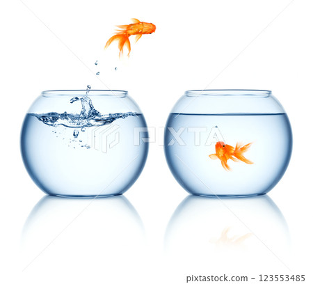 Goldfish jumps out 123553485