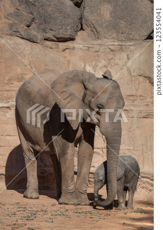 elephants in Valencia Biopark, Spain 123554041