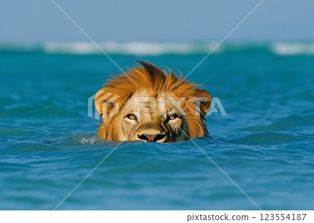 a lion's head peeks out of the sea water 123554187