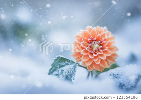 beautiful red flower growing from the snow 123554196