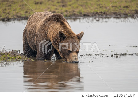 big brown bear drinks water from the pool big brown bear drinks water from the pool 123554197