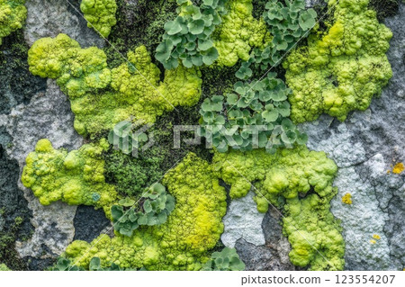 texture of fungus and mold. Bloomed surface 123554207