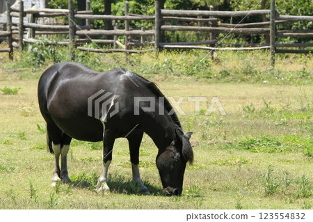 Horses at a winery at Santa Cruz Chile 123554832