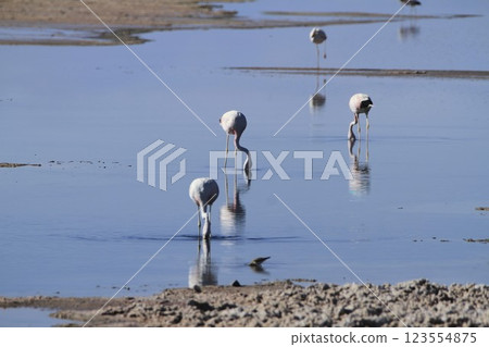 Flaminogs in Salar de Atacma Chile Flaminogs in Salar de Atacma Chile 123554875