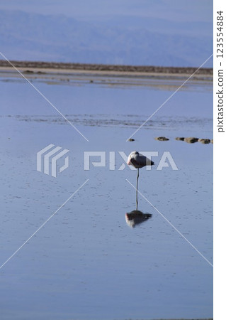 Flaminogs in Salar de Atacma Chile Flaminogs in Salar de Atacma Chile 123554884