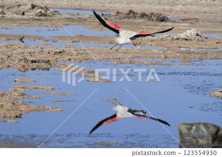 Flaminogs in Salar de Atacma Chile Flaminogs in Salar de Atacma Chile 123554930