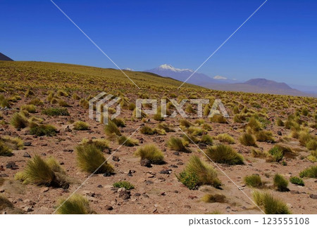 Salar de Atacma Chile 123555108