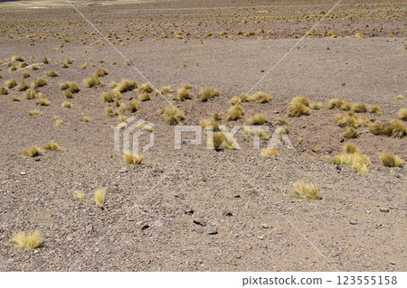 Salar de Atacma Chile 123555158