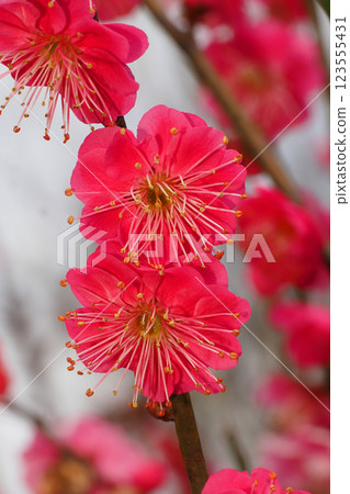 梅花（鹿兒島紅） 123555431