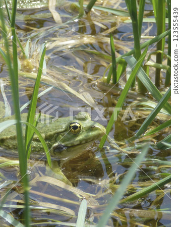 Portrait of a frog 123555439