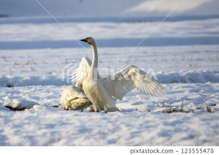 Swans in the snow 123555478