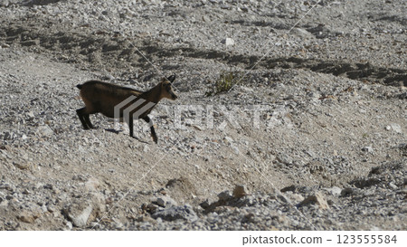Chamois at Karwendel Hohenweg, Austria 123555584