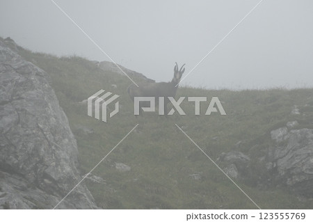 Chamois at Karwendel Hohenweg, Austria Chamois at Karwendel Hohenweg, Austria 123555769