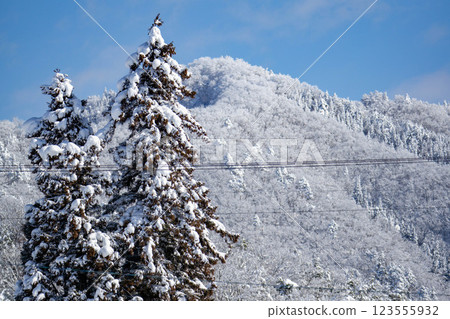 藍天白雲下的雪山和雪松 藍天白雲下的雪山和雪松 123555932