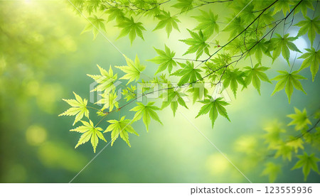 The refreshing green of maple leaves in early summer 123555936