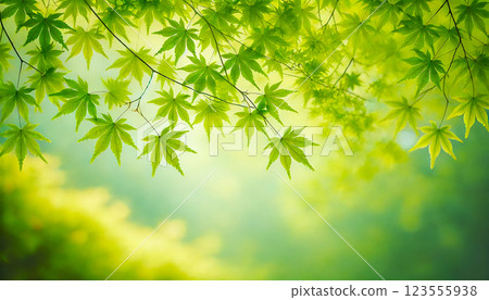 初夏楓葉清爽翠綠 123555938