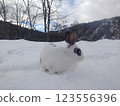 White rabbit with dark spots 123556396