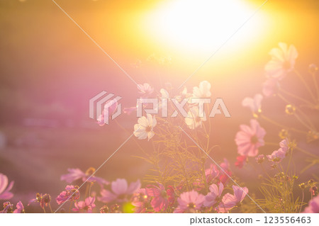 Sunset and cosmos (Oita City, Oita Prefecture) 123556463