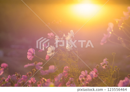 Sunset and cosmos (Oita City, Oita Prefecture) 123556464