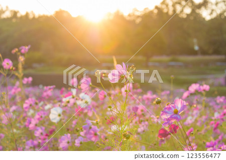 Sunset and cosmos (Oita City, Oita Prefecture) Sunset and cosmos (Oita City, Oita Prefecture) 123556477