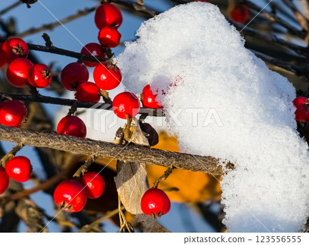 Cotoneaster horizontalis plant, red berries close-up 123556555