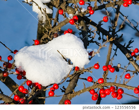 Rock cotoneaster red berries, Latin name Cotoneaster horizontalis 123556556