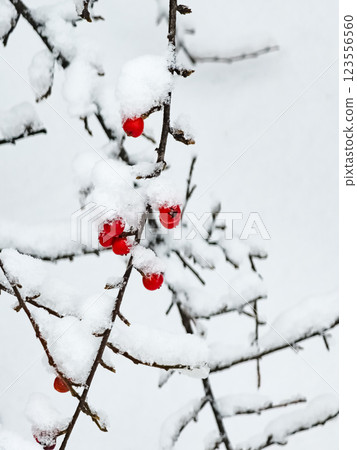 Branches with red berries, Latin name Cotoneaster Horizontalis. Winter 123556560
