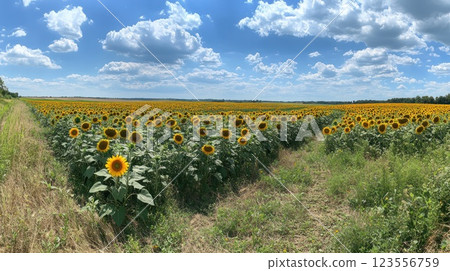 Panoramic view of a vast sunflower field under a bright sunny sky with fluffy clouds. 123556759