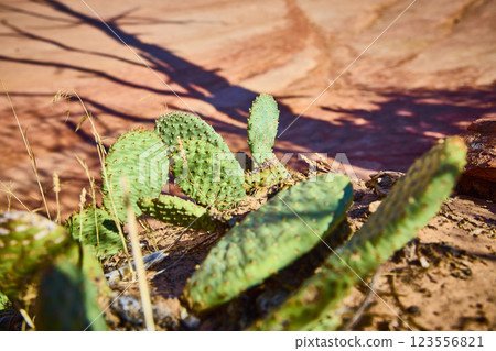 Prickly Pear Cacti in Zion Desert Light and Shadow Play Prickly Pear Cacti in Zion Desert Light and Shadow Play 123556821