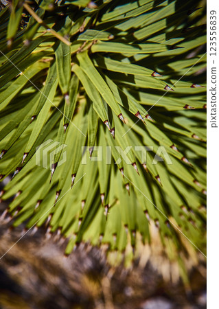 Desert Agave Leaves in Sunlight Close-Up Geometry 123556839