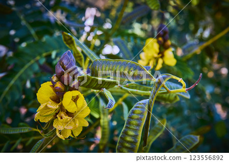 Vibrant Yellow Flower in Lush Greenery Close-Up Eye-Level View 123556892